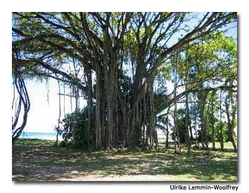 This large banyan tree is just one of many unique sights on Frégate Island.
