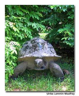 A tortoise makes its way through the thick forest.