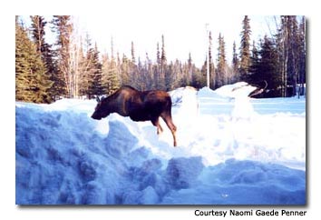 A moose explores outside the Gaede-Eighty Homestead House.