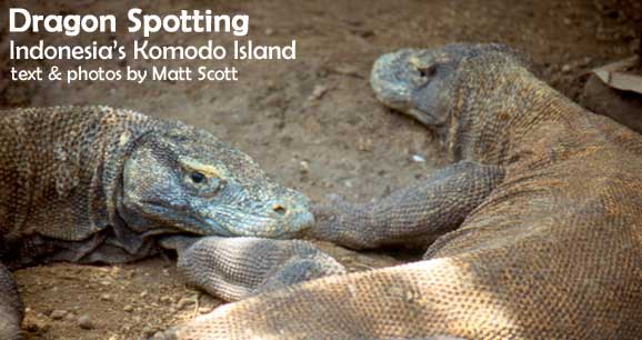 Dragon Spotting: Indonesia's Komodo Island
