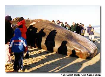 A sperm whale died on Nantucket in 1998.