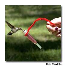 Feeding Hummingbirds at Lake Hope State Park