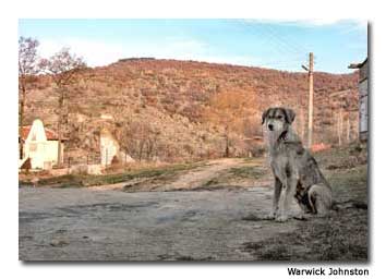 Wild Dogs in Sofia, Bulgaria.