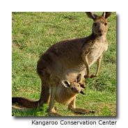 Animal-lovers don&rsquo;t need to go &ldquo;down under&rdquo; to enjoy the sight of Australian kangaroos. The Kangaroo Conservation Center, in Dawsonville, Georgia, is a breeding facility for various species of &rsquo;roos, with more than 250 kangaroos living at the center. The facility offers guided tours (visitors must be at least eight years old) through the Georgia &ldquo;outback.&rdquo; The center is also home to a variety of other animals, including Australian birds and a friendly bearded dragon named Jack. For more information, call 706-265-6100 or go to www.KangarooCenter.com. 