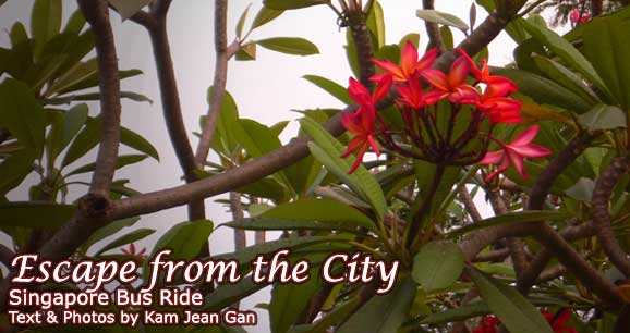Escape from the City:  Singapore Bus Ride