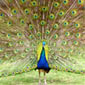 Go World Travel Magazine