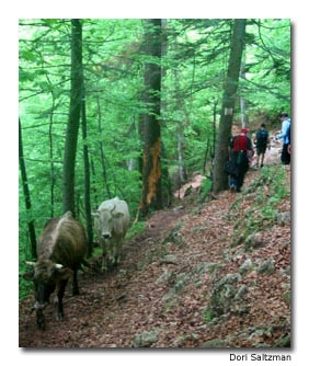 Cattle frequent the mountain path, leading to some awkward moments for hikers.