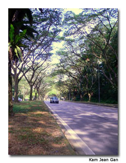 En route to Sembawang, massive rain trees shade the road.
