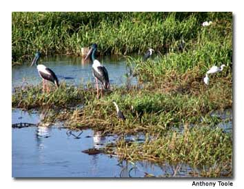 Jabirus, egrets and herons are among the numerous bird species found in the billabong.