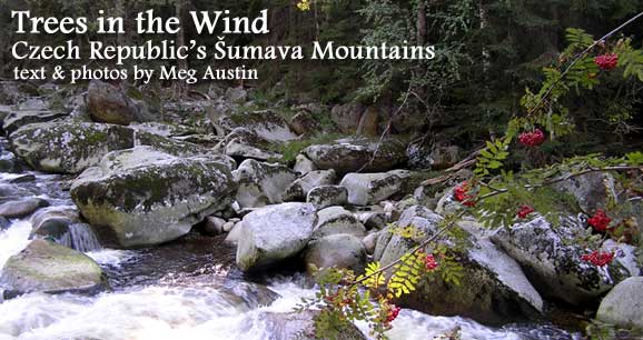 Trees in the Wind:  Czech Republic&rsquo;s &Scaron;umava Mountains  