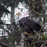 Canadian Outback Adventures, Eagle Safari