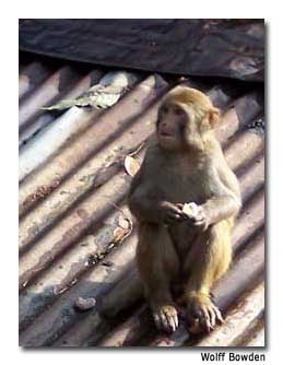 Monkeys clambered about on the roof of Dhamma Hall.