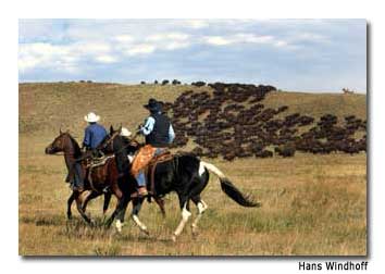 Custer State Park, South Dakota