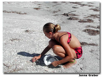 looking for seashells