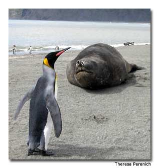 About half of the world&rsquo;s southern elephant seals flock to the beaches of South Georgia Island during the austral summer.