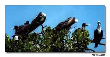 Isla HolBox and the surrounding islands are a naturalist paradise.