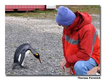 A curious king penguin takes stock of a visitor to the island.
