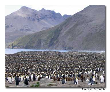 South Georgia Island is an oasis for wildlife breeding. During the southern summer, more than 2 million seals and millions of king, gentoo and macaroni penguins inhabit the island.