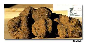 The truffle is an expensive delicacy, worth every euro.