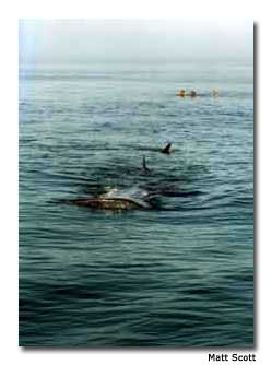It&rsquo;s difficult to appreciate the size of a whale shark until it&rsquo;s right next to you.