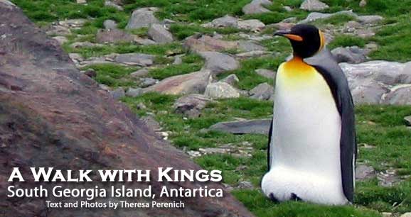 Thousands of pairs of king penguins occupy the island.