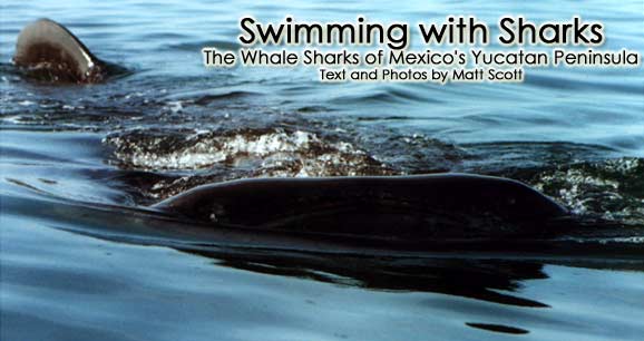 A whale shark surfaces near Isla Holbox.