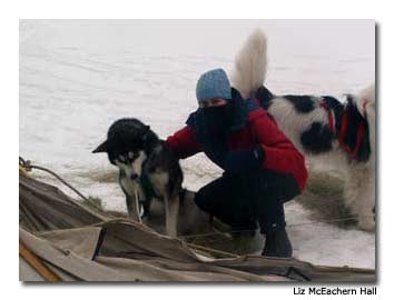 I enjoy some down time with the huskies.