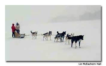 Before we take off, the dogs strain against their leads, ready for adventure.