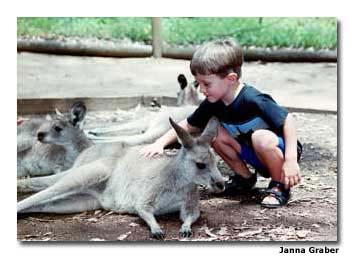 The author’s son, Matthew, meets a kangaroo at Sydney’s Koala Park Sanctuary.