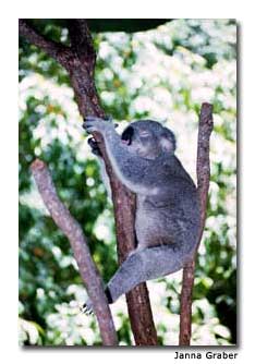 Koalas don’t move very fast. In fact, they rarely move at all.