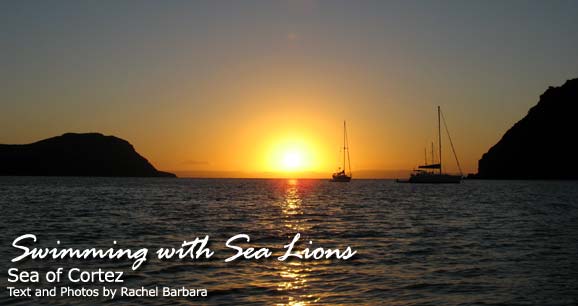 Swimming with Sea Lions: Sea of Cortez