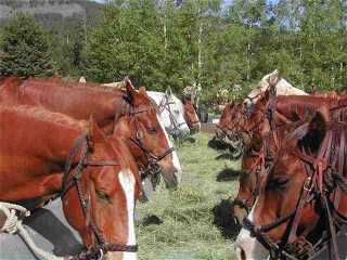 Colorado Dude Ranch