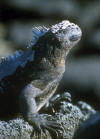 Galapagos Islands