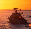baja whale watching