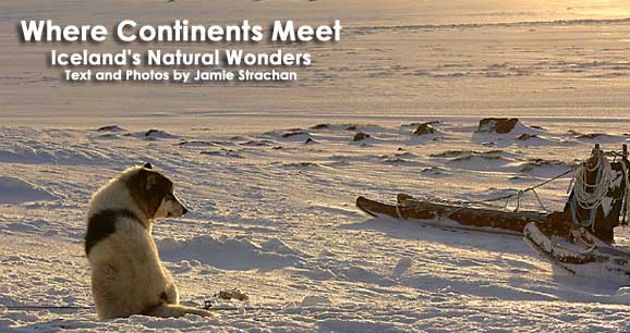 After a hard day's work, this sled dog takes a well-deserved rest. 