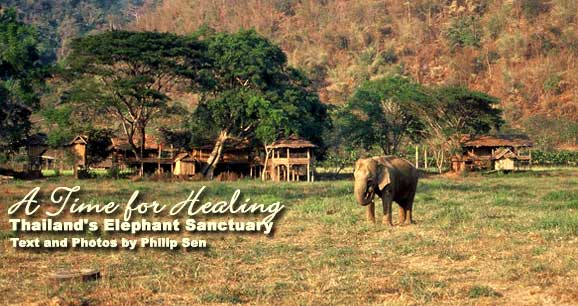 Elephants roam freely near Chiang Mai, Thailand.