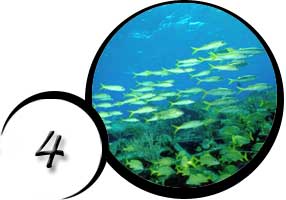 Glass-Bottom Boat Cruises