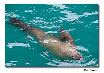 Steller Sea Lions