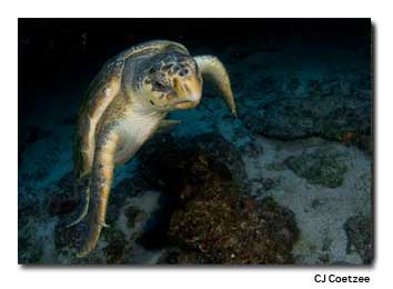 Sea turtles in the waters near Tofo Beach