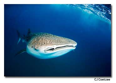 Whale shark in Mozambique