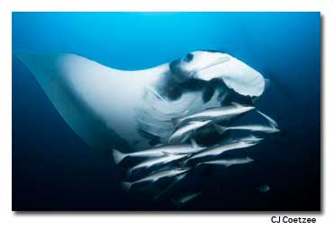 Giant Manta Rays