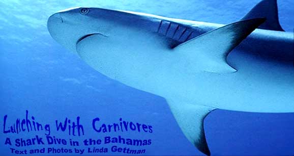 Lunching With Carnivores