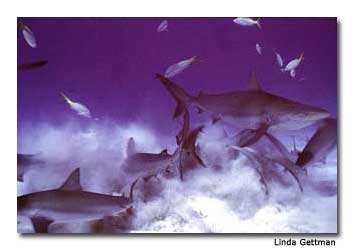 Shark Diving in the Bahamas