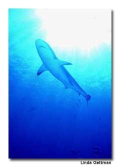 Shark Diving in the Bahamas