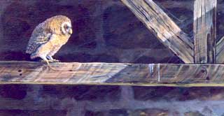Owl in Barn