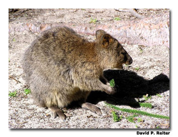 A Rottnest Island quokka munches on vegetation.