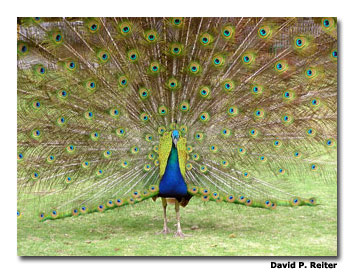 A peacock struts near the Rottnest General Store.