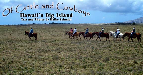 Of Cowboys and Cattle:  Hawaii's Big Island