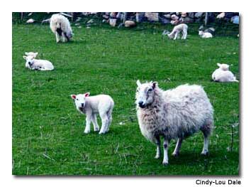 Sheep’s wool, tightly wound, is used to craft the crosh cuirn, a wooden cross said to dispel evil spirits.