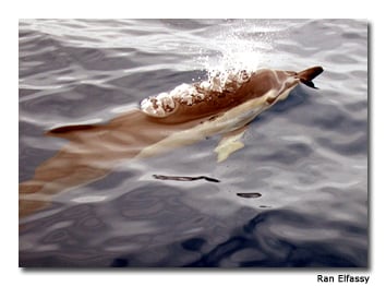 Thirty percent of the world&rsquo;s known whales and dolphins have been seen in the Azores. 